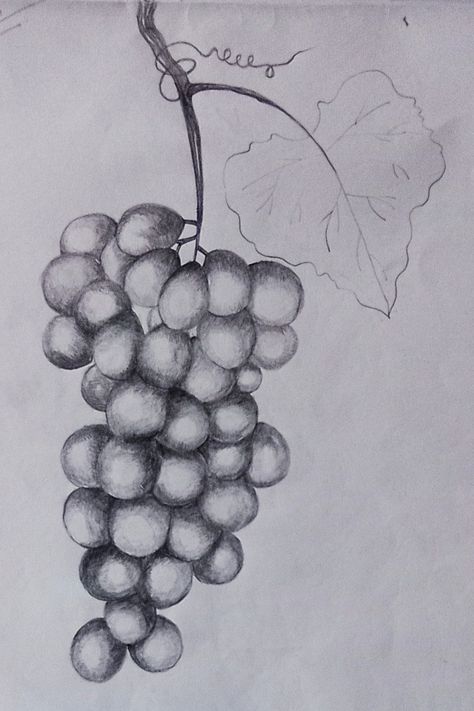 Biro Drawing Fruit, Grapes Sketch Pencil, Grapes Drawing Pencil, Grape Sketch, Fruit Drawing Pencil Sketches, Grapes Sketch, Grapes Drawing, Grape Drawing, Biro Drawing