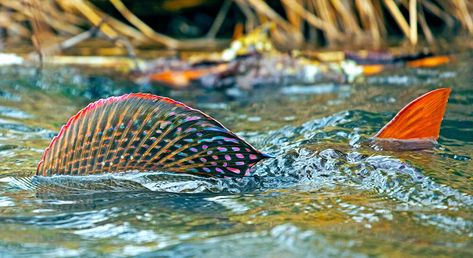 Trout Pictures, Tiger Trout, Trout Photography, Grayling Fish, Philipsburg Montana, Montana Fly Fishing, Golden Trout, Montana Art, Cutthroat Trout