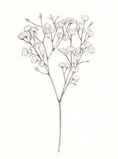 Baby's Breath Drawing, Gypsophila Tattoo, Baby Breath Tattoo, Bouquet Tattoo, Baby Drawing, Flower Sketches, No Rain, Illustration Botanique, Plant Drawing