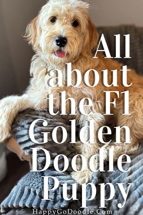 Cream-colored Goldendoodle sitting on a blue blanket with the title All About the F1 Goldendoodle Puppy F1 Goldendoodle, American Golden Retriever, Goldendoodle Art, English Goldendoodle, Moyen Poodle, Goldendoodle Grooming, F1b Goldendoodle, W Pictures, English Golden Retrievers