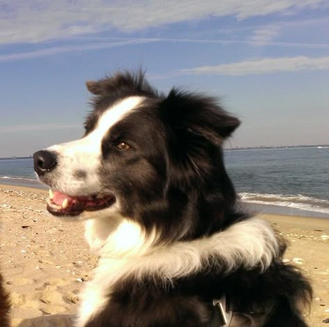 Border collie ~ Big Dogs Breeds, Biggest Dog In The World, Funny Dog Quotes, Biggest Dog, Dog Videos Funny, Collie Puppies, Dog Quotes Funny, Giant Dogs, Funny Dog Memes