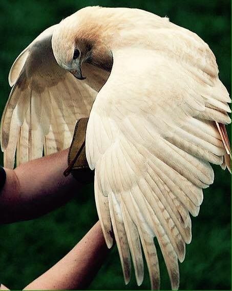 Bird Wings Reference Photo, Wing Reference, Scary Birds, Dragon Anatomy, Bird People, Peregrine Falcon, Animal Study, Bird Wings, Wild Creatures