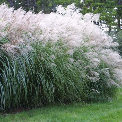 Grasses are best divided in spring, but it is not a chore for the faint of heart Baground Images, Nature Baground Images, Udit Narayan, Flower Background Iphone, Flower Background Images, Photoshop Backgrounds Backdrops, Ornamental Grass, Girly Frame, Arizona Landscape