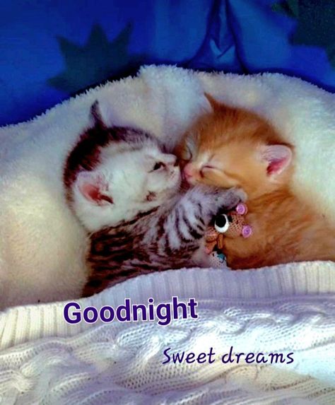 Goodnight my friends. 😴😴😚 Bless you, and I hope you sleep well tonight. 😴 #goodnight #sweetdreams #GodBless #quotesbycatherine #DailyDoseOfInspiration Night Blessings, Good Night Blessings, Good Morning Inspirational Quotes, Good Night Sweet Dreams, Sleep Well, Morning Inspirational Quotes, Sweet Dreams, Good Night, I Hope You