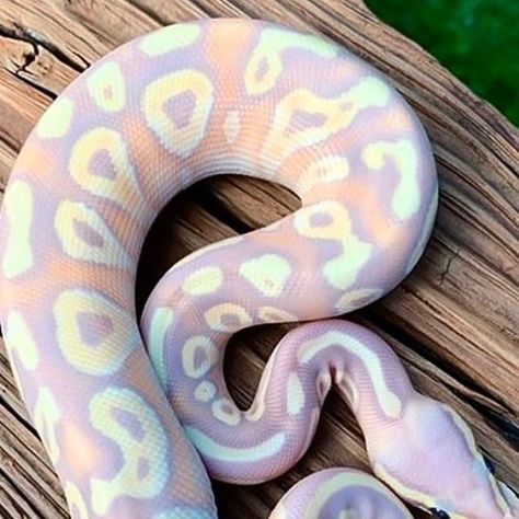 Ball Python Morphs, Cute Reptiles, Pet Snake, Beautiful Snakes, Black Pigment, Ball Python, A Banana, Reptiles And Amphibians, Amphibians