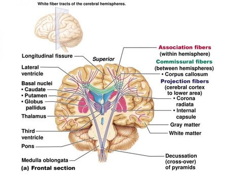 Internal Capsule Brain, White Matter In Brain, Caudate Nucleus, Internal Capsule, Reticular Activating System, Areas Of The Brain, Nucleus Accumbens, Anterior Pituitary, Internal Carotid Artery