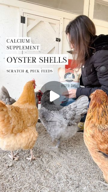 Alysha Whitfield | Bee Jeweled Coop on Instagram: "Here’s a secret: I didn’t know chickens needed a calcium supplement when I first started chicken keeping 😬🐚🐓

I tried to do as much online chicken keeping research as I could but this simple fact fell through the cracks. I thought they would get all the calcium they needed from their feed!

Chickens 20+ weeks (egg laying age) should have access to a calcium supplement to support their bodies in producing beautiful strong eggshells. Offering oyster shells on the side, like the ones from @scratchandpeckfeeds, will give your hens the opportunity to take as much as they need, when they need it! 

(Sometimes it looks like they’re not eating it at all, but don’t worry, they are 🙃)

🐚 If you want to give these oyster shells (or the feed!) fr Chicken Calcium Feeder, Calcium For Chickens, Feed Chickens, Chicken Keeping, Calcium Supplements, 20 Weeks, Garden Plans, Egg Laying, Chicken Coops