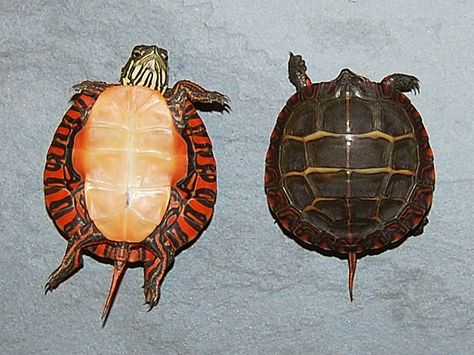 Eastern Painted Turtle Hatchling ~Carapace and Plastron~ Mississippi Map Turtle, Southern Painted Turtle, Eastern Painted Turtle, Painted Turtles, Turtles For Sale, Map Turtle, Painted Turtle, Tortoise Care, Turtle Time