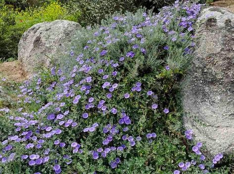 Convolvulus sabatius makes good sprawling perennial groundcover in mediterranean gardens, especially this drought-hardy North African form sometimes sold as Convolvulus mauretanicus Convolvulus Sabatius, Xeriscape Plants, Mediterranean Gardens, Mediterranean Garden, Landscaping With Rocks, Ground Cover, Geraniums, Perennials, Cottage