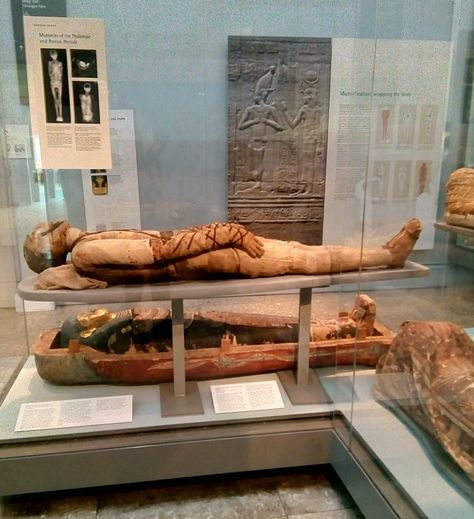 Two Mummies in the British Museum - c. 305 BC and 250 BC. Mummy Museum, Game Design Document, Keanu Reeves Interview, Design Document, The British Museum, English Class, British Museum, Keanu Reeves, Ancient Egypt