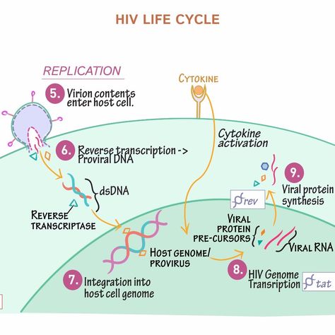 Learn the pathophysiology of HIV #HIV #pathology #lymphnodes #pathophysiology #adaptiveimmunesystem #immunology #nursing #meded #macrophages #dendriticcells #meded #medicalscience #medicalschool  Click the link in our bio: https://drawittoknowit.com/course/pathology/glossary/immunology-microbiology/hiv-time-course Hiv Life Cycle, Dna Activities, Clinical Pathology, Medical Terminology Study, Biochemistry Notes, Science Cells, Medical Mnemonics, Mcat Study, Nursing Study Guide