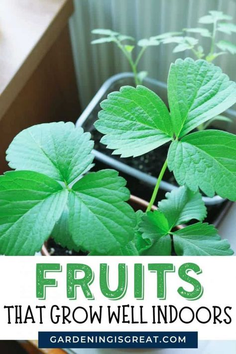 4 Of The Best Fruit To Grow Indoors | Gardening is Great Fruits And Vegetables You Can Grow Indoors, Best Vegetables To Grow Indoors, Indoor Fruit And Vegetable Garden, Indoor Veggie Garden Ideas, Fruits You Can Grow Indoors, Fruits To Grow Indoors, Indoor Fruit Garden, Growing Produce Indoors, Indoor Tomato Garden