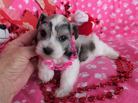 Mini Schnauzer Puppies For Sale Near Me, Puppy Aesthetic Wallpaper, Aesthetic Dog Stuff, Wallpaper Puppy, Schnoodle Puppies For Sale, Pet Room Ideas, Cute Dog Aesthetic, Teacup Animals, Teacup Schnauzer