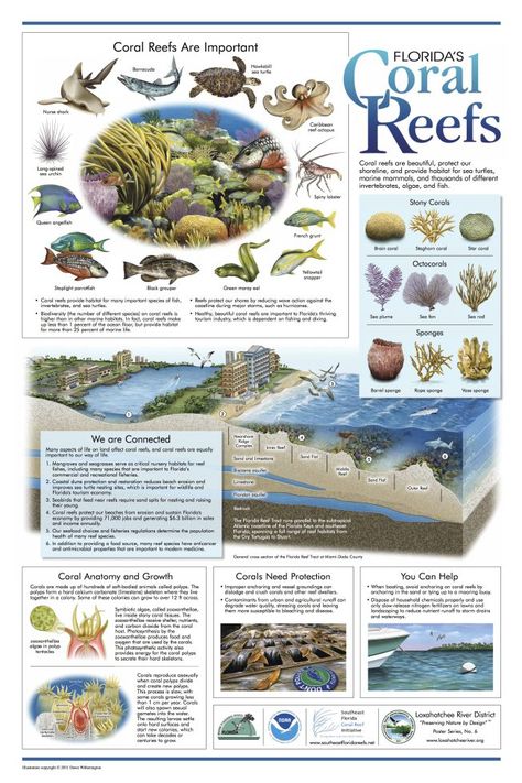 Loxahatchee River District Coral Reef Poster World History Facts, Animal Infographic, Science Infographics, Animals Jokes, Ocean Unit, Whale Sharks, African Cichlids, Fish Sea, Chameleons