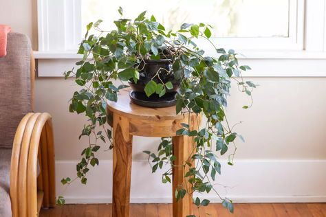 How to Grow Grape Ivy Vines (Cissus) Indoors Ivy Houseplant, Grape Ivy, Parthenocissus Tricuspidata, Vining Plants, Boston Ivy, Ivy Vine, Ivy Plants, Indoor Trees, Ivy House