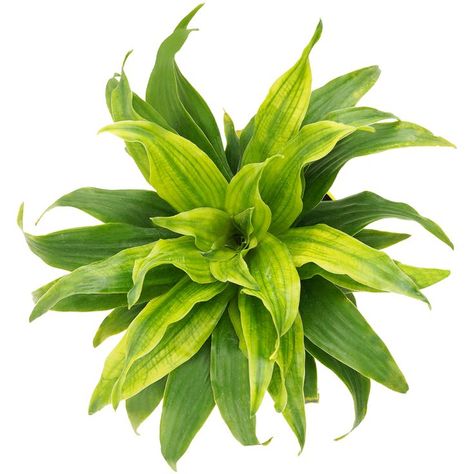 The dracaena plant is a popular ornamental houseplant, grown both indoors and outdoors in subtropical climates. It reaches a height of about three feet indoors, and has a bushy tree type of look. Its glossy leaves can grow up to one foot long and a couple of inches wide Plant Top View, Indoor Office Plants, Trees Top View, Plant Png, Photoshop Png, Dracaena Plant, Tree Plan, Red Plants, Indoor Trees