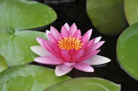 The Lotus (Nelumbo Nucifera Gaertn) is India's national flower. It is a holy flower with a special place in ancient Indian art and mythology. Flowers Azalea, National Flower Of India, Lotus Flower Pictures, Ancient Indian Art, Lotus Tea, Azalea Flower, Lotus Plant, Glittery Wallpaper, Pink Azaleas