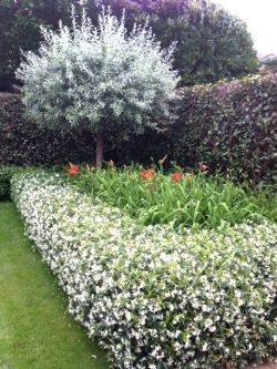 An eye-catching garden featuring star jasmine and michelia gracipes Alfresco Extension, Jasmine Hedge, Homestead Landscaping, Box Hedges, Moon Gardens, Hedges Landscaping, Layered Landscape, Lavender Hedge, Hedge Plants