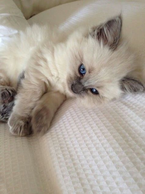 Ragdoll Kittens, Söt Katt, Ragdoll Kitten, Cute Cats Photos, Pretty Animals, Cute Animals Images, Ragdoll Cat, Cute Animal Photos