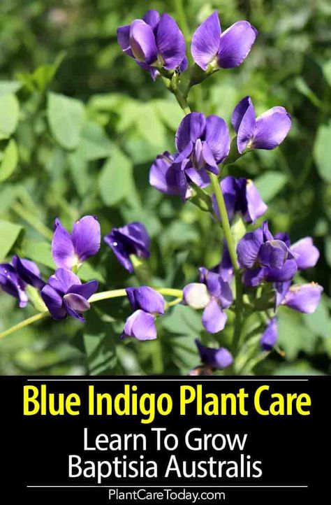 Blue Indigo plant (Baptisia australis) blossoms are in-depth blue or purple and appear on tall flower spikes, blooms for about six weeks in spring early summer [DETAILS] Blue Indigo Plant, Tall Blue Flowers, False Indigo Plant, Baptisia Plant, Kansas Landscape, Baptisia Australis, White Flowering Plants, Water Wise Plants, Texas Landscape