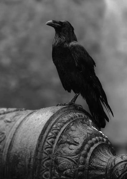 Willy Ronis, Quoth The Raven, Yennefer Of Vengerberg, Jackdaw, Crows Ravens, The Crow, Foto Art, Kung Fu Panda, Tower Of London