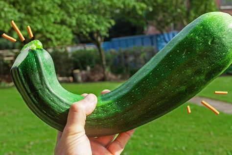 The Best Way To Use a Massive Zucchini, According to a Food Editor Best Way To Cook Zucchini, Cook Zucchini, Veggie Enchiladas, Zucchini Pickles, Freezing Zucchini, Maillard Reaction, How To Cook Zucchini, Roast Zucchini, Madras Curry