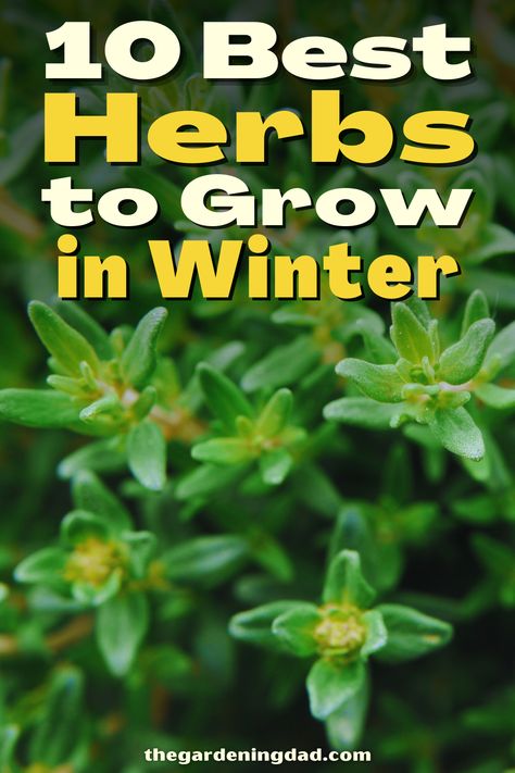 Do you want to start growing herbs, but it is winter? This article will go over the best herbs that will grow even though it is winter. #Thegardeningdad #herbs #garden Winter Herb Garden Outdoor, Herbs To Grow In Winter, Winter Herbs Outdoor, Winter Herb Garden, Container Herbs, Medicinal Gardening, Winter Herbs, Winter Garden Ideas, Growing Herbs In Pots