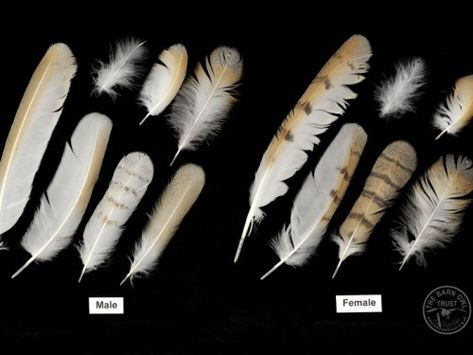 Sexing Barn Owls Feathers Feather Identification, Owl Feathers, Owl Facts, Hawk Feathers, Werewolf Stories, Owl Costume, Barn Owls, Owl Feather, Bird Identification