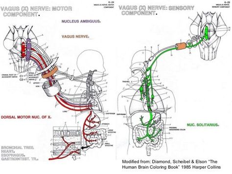 Anesthesia Machine, Nerve Anatomy, Brain Nervous System, The Vagus Nerve, Human Tissue, Medicine Notes, Basic Anatomy And Physiology, Study Apps, Biology Facts