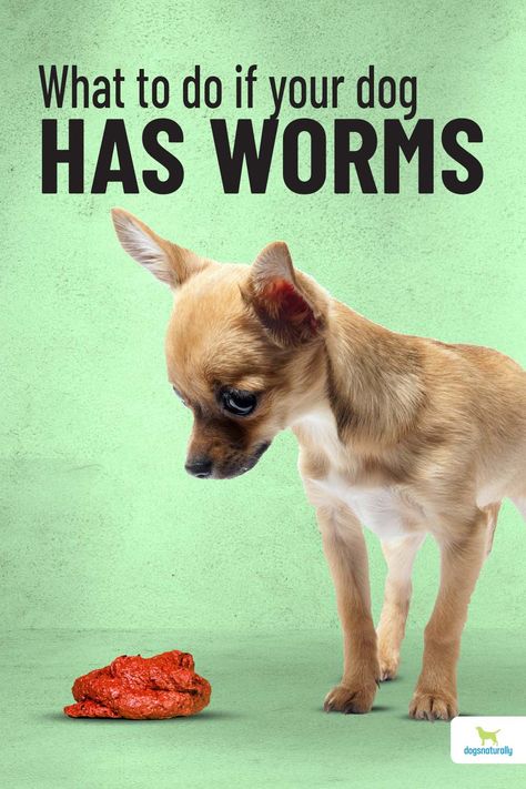 Diy Dog Dewormer, Dog Wormer Homemade, How To Deworm A Dog Natural, Natural Dog Dewormer Diy, Natural Dog Wormer Diy, Diy Dewormer For Dogs, Natural Wormer For Dogs, Dog Worms Remedy, How To Get Rid Of Worms In Dogs