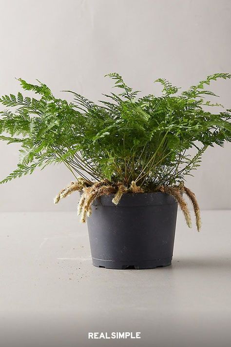 7 Spectacular Ferns You'll Want to Add to Your Houseplant Collection | These little beauties are considered easy-to-care-for in the fern world. Much like the other varieties we've talked about here, rabbit's foot ferns thrive with plenty of moisture and medium to bright, indirect sunlight. Keep them in a warm, humid environment like a bathroom. #indoorplants #easyplants #plantsforbeginners #easycareplants #realsimple #plants Rabbit Foot Fern, Indoor Ferns, Ferns Care, Rabbits Foot, Staghorn Fern, Asparagus Fern, Easy Care Plants, Fern Plant, Easy Plants