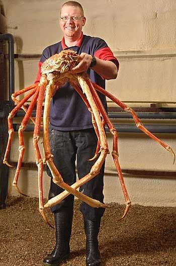 The red king crab can become very large, with a carapace measuring up to 11 inches (28cm) in width. Their leg span is very long, at 6 feet (1.8m). They naturally live in the Bering Sea, between St. Lawrence Island and the Aleutian Islands. Thats alot of crab meat lol Japanese Spider Crab, Red King Crab, Spider Crab, Big Crab, Fauna Marina, Wild Kingdom, King Crab, Underwater Life, Crustaceans