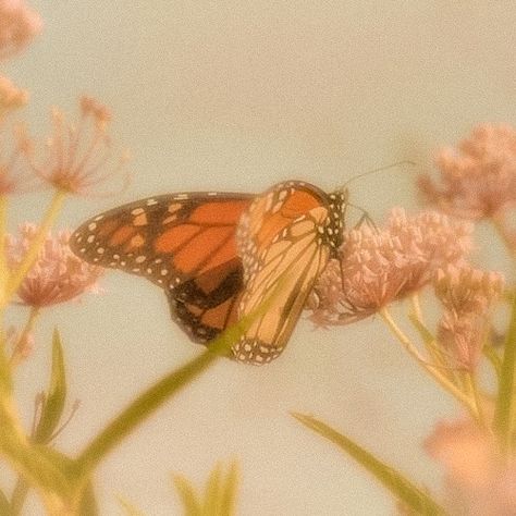 Kpop Bts, Yellow Aesthetic, Nature Aesthetic, Aesthetic Vintage, A Butterfly, Aesthetically Pleasing, Aesthetic Photo, Aesthetic Photography, Cute Icons