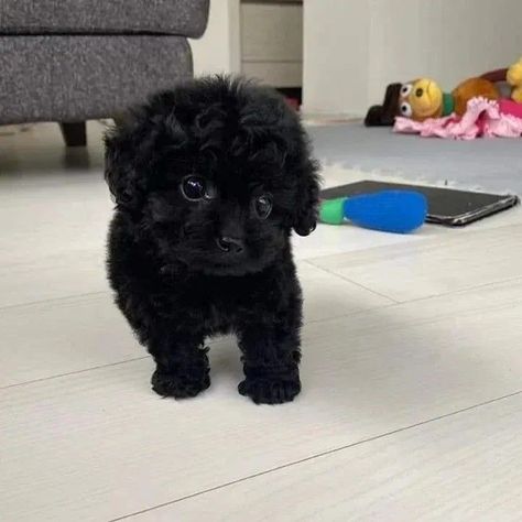 Black Poodle Puppy, Poodle Puppy Black, Poodle Puppies For Sale, Black Poodle, Cute Small Dogs, Puppy Mom, Dog Mommy, Toy Poodle Puppies, Super Cute Puppies