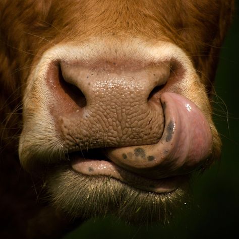 Cow Nose, Cow Photography, Regnul Animal, Cow Photos, Jersey Cow, Fluffy Cows, Farm Photography, Cow Pictures, Brown Cow