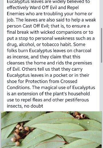 Eucalyptus leaves Eucalyptus Incense Meaning, Eucalyptus Witchcraft Uses, Eucalyptus Smudge Stick, Eucalyptus Meaning Witchcraft, Eucalyptus Spiritual Meaning, Eucalyptus Leaves Uses, Eucalyptus Witchcraft, Eucalyptus Oil Benefits, Eucalyptus Smudge