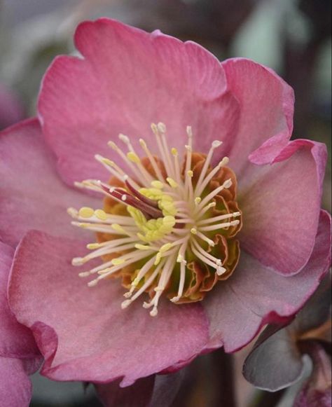 Purple Hellebore, Blooming Perennials, Full Sun Shrubs, Shady Garden, Mauve Flowers, Gardening Gift Baskets, Types Of Shrubs, Sun Perennials, Organic Compost