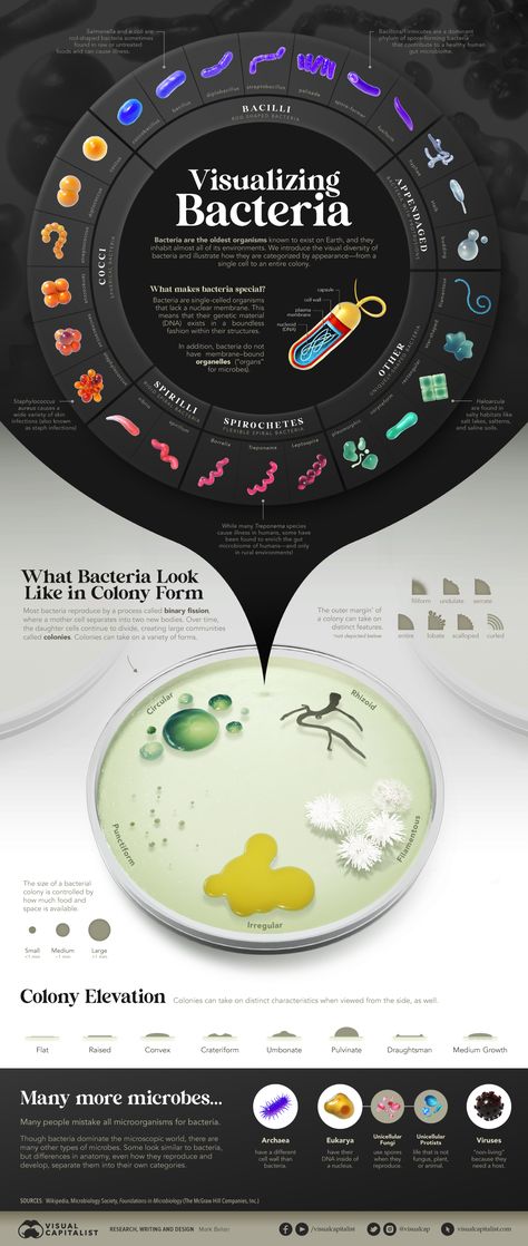 Visualized: The Many Shapes of Bacteria Microbiology Poster Ideas, Bacteria Infographic, Archea Bacteria, Bacterial Classification, Future Microbiologist, Bacteria Classification, Shapes Of Bacteria, Scientific Infographic, Microbiology Poster