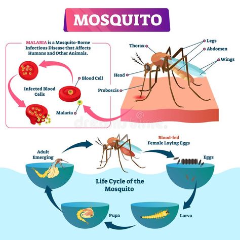 Mosquito vector illustration. Labeled insects species with malaria disease. Life cycle of fly with all development stages. Diptera biological structure closeup stock illustration Medicine Information, Malaria Disease, Disease Illustration, Mosquito Life Cycle, School Science Projects, Scientific Poster, Insect Species, Medical School Life, Study Biology