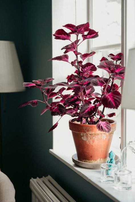 How to Grow Coleus as a Houseplant | Growing Coleus Indoors Coleus Care, Coleus Plant, Overwintering, Top Soil, House Plant Care, Growing Indoors, Plant Mom, Colorful Leaves, Cool Plants