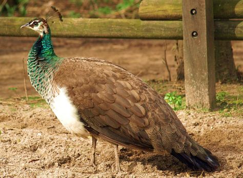 female peacock - Google Search Peacock Female, Peacocks Bird, Female Peacock, Peacock Drawing, Peacock Photos, Peacock Pictures, Animal Experiences, Peacock Painting, Peacock Art