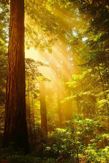 "Far away in the sunshine are my highest aspirations. I may not reach them, but I can look up and see their beauty, believe in them, and try to follow where they lead." -Louisa May Alcott Redwood Forest California, California Photos, Redwood Forest, Singing Voice, Airbrush Art, Favorite Song, Tree Forest, Enchanted Forest, In The Forest