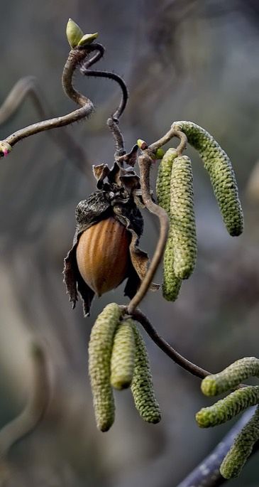 Hazelnut Photography, Haunted Garden, Hazel Tree, Hazelnut Tree, Nut Trees, Indoor Tree, Vine Tattoos, Planting Plan, Coloring Inspiration