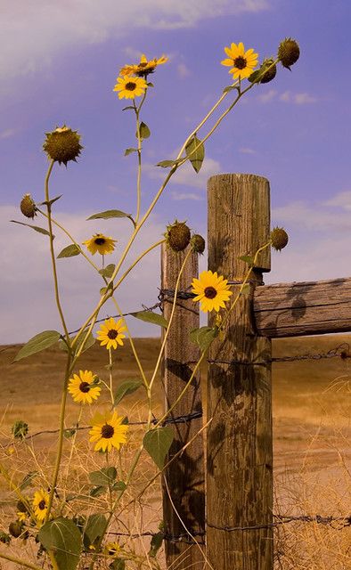 Country Fences, Rustic Fence, Sunflowers And Daisies, Old Fences, Modern Fence, 수채화 그림, Country Scenes, Backyard Fences, Garden Fence