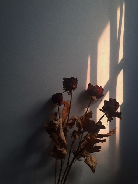 Roses Aethestic, Roses, Flowers, Wall