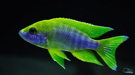 African Sideneck Turtle, Lake Malawi Cichlids, African Cichlid Aquarium, Cichlid Tank, Cichlid Aquarium, Malawi Cichlids, Cichlid Fish, Lake Malawi, Lake Tanganyika