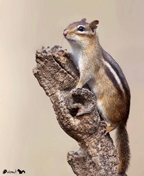 Eastern Chipmunk, Squirrel Pictures, Favorite Animals, Cute Animals Images, Rodents, Animals Images, Squirrels, Chipmunks, Mice