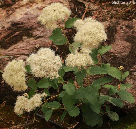 Spiraea Betulifolia, Backyard Wooded Landscaping, Flower Farming, Garden Shrubs, Flower Farm, Garden Inspiration, Landscape Design, Grapes, Yard