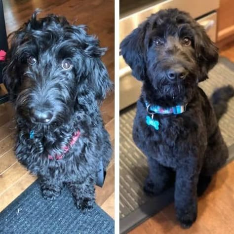 Short Labradoodle Haircut Ideas: 20 Before and After Photos! Labradoodle Cuts Haircuts, Labradoodle Short Haircut, Labradoodle Summer Cut, Labradoodle Grooming Haircuts, Labradoodle Hair, Labradoodle Haircut Style, Labradoodle Cuts, Labradoodle Haircut, Labradoodle Grooming