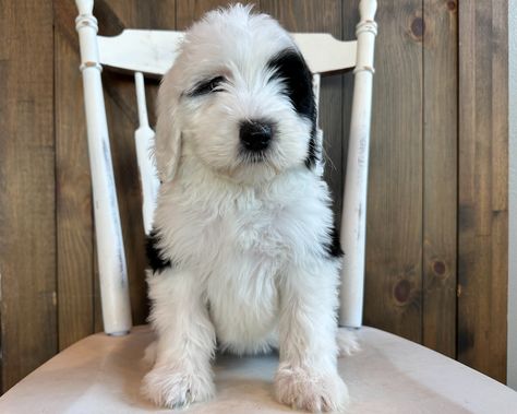 A litter of Standard Sheepadoodles raised in Iowa by Poodles 2 Doodles Sheepadoodle Puppy, Goldendoodle Breeders, Poodle Puppies For Sale, Bernedoodle Puppy, English Sheepdog, Goldendoodle Puppy, Old English Sheepdog, Dog Breeder, Labradoodle